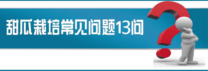 蔬菜種子栽培技術(shù)-<strong><font color='#006428'>甜瓜栽培常見問題13問？</font></strong>
